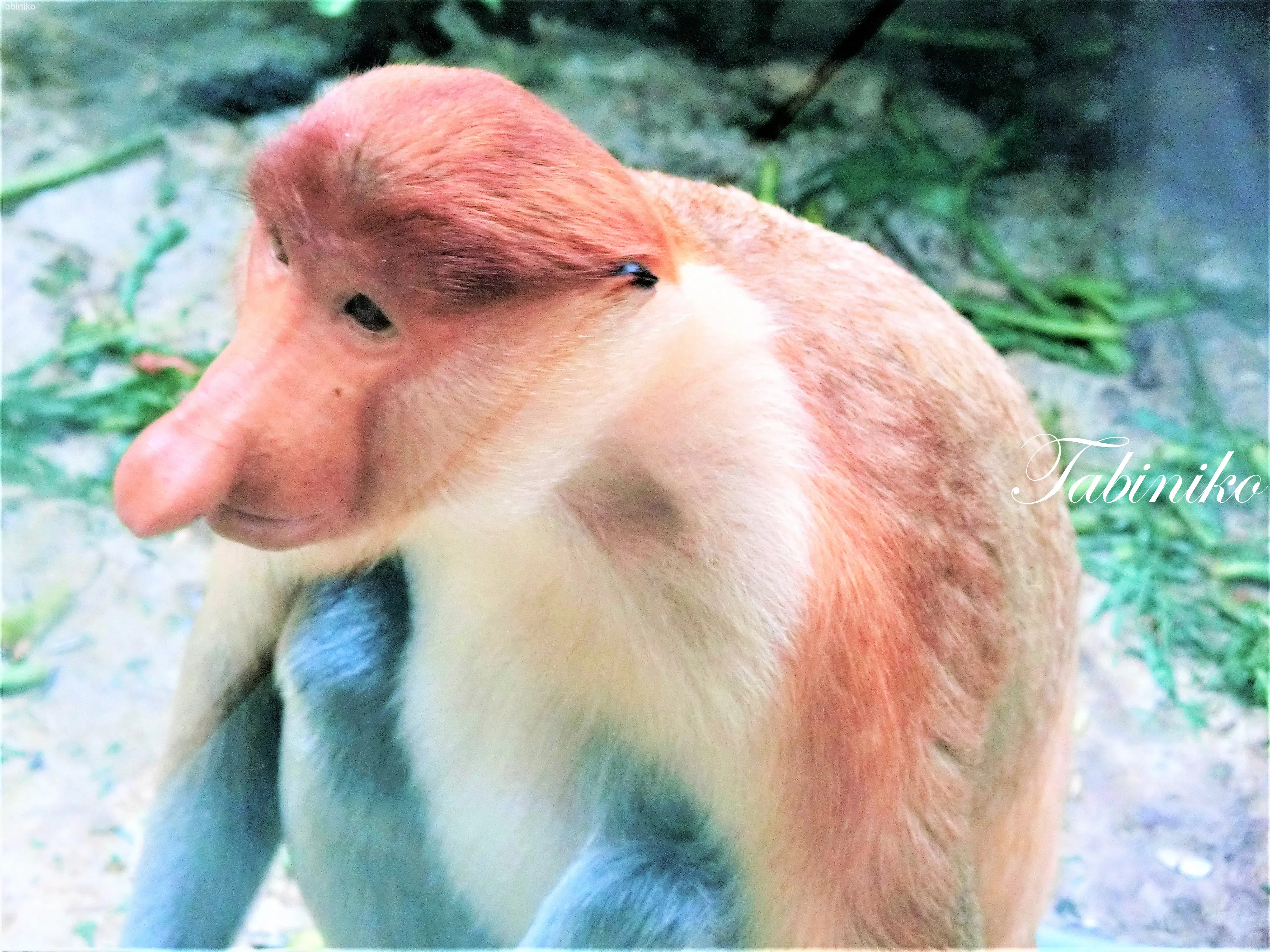 2 nights 3 days little trip in Kota Kinabalu. 1st Day : Let's go watching