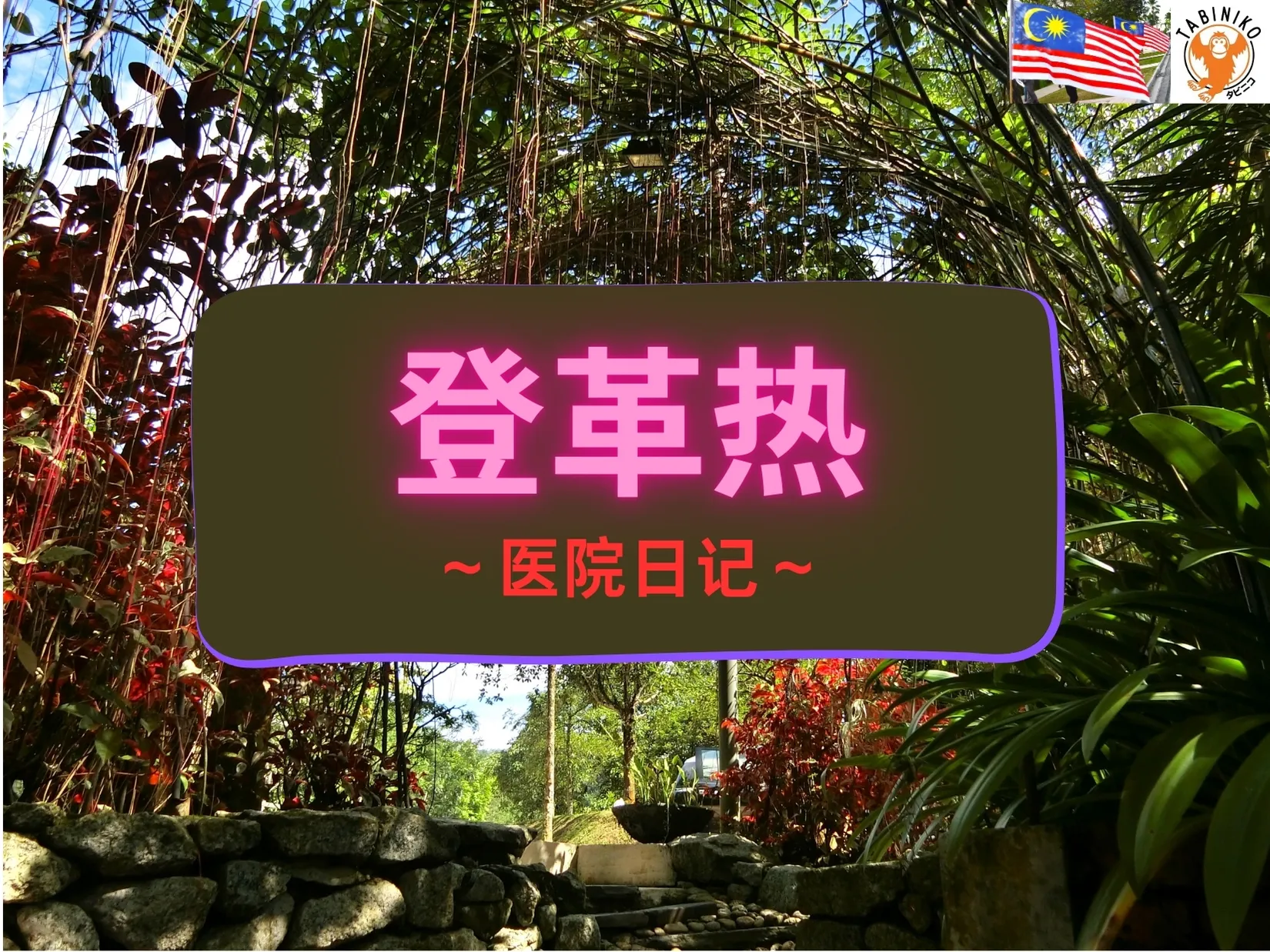 🦟登革热 🦟 住院日记