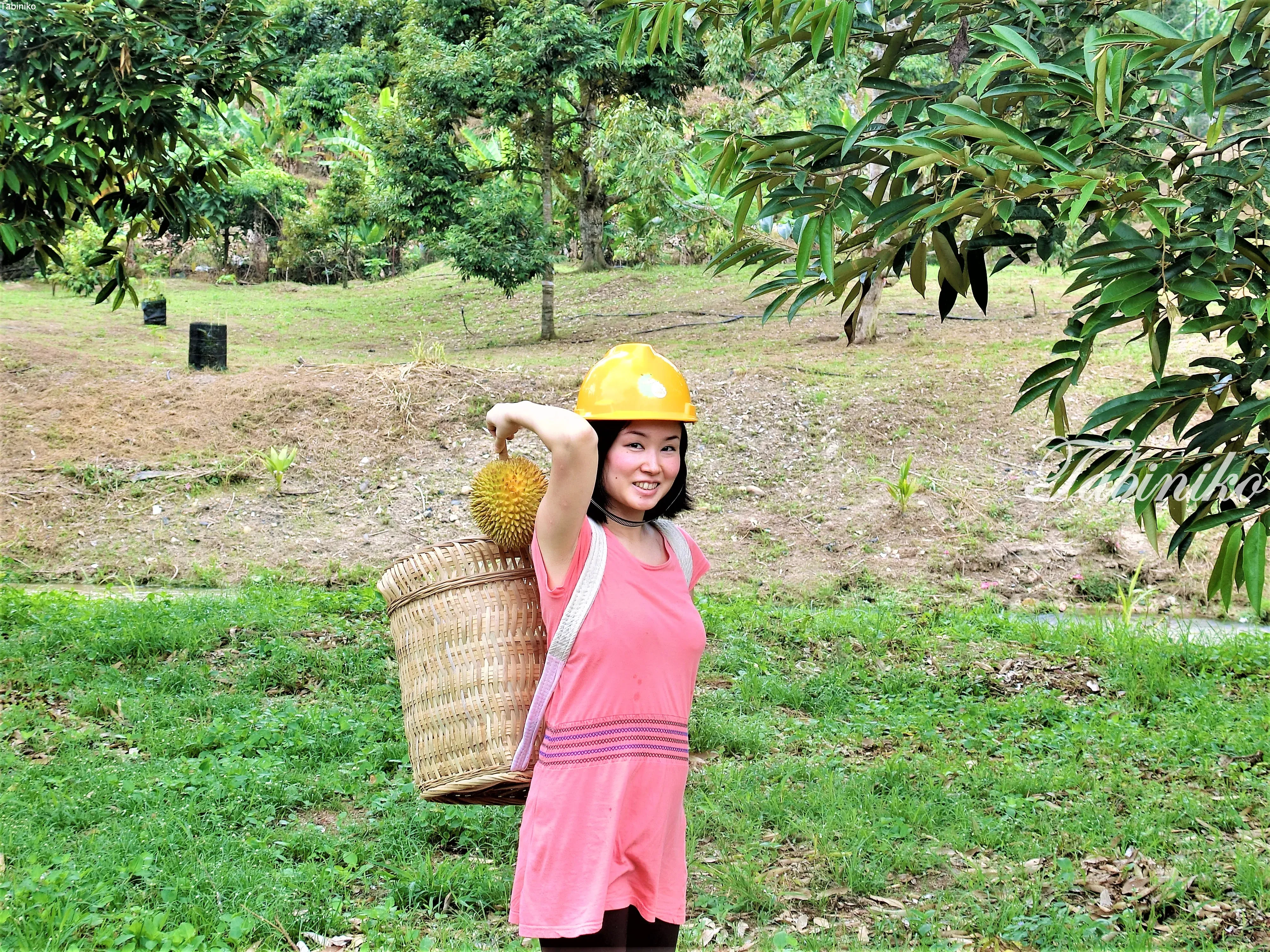 Durian BB Farm (ドリアン農園見学) in Raub, Pahang 採りたてドリアンの食べ放題！！！マレーシア初の「ドリアンBB大学」Musang king ムサンキング 猫山王
