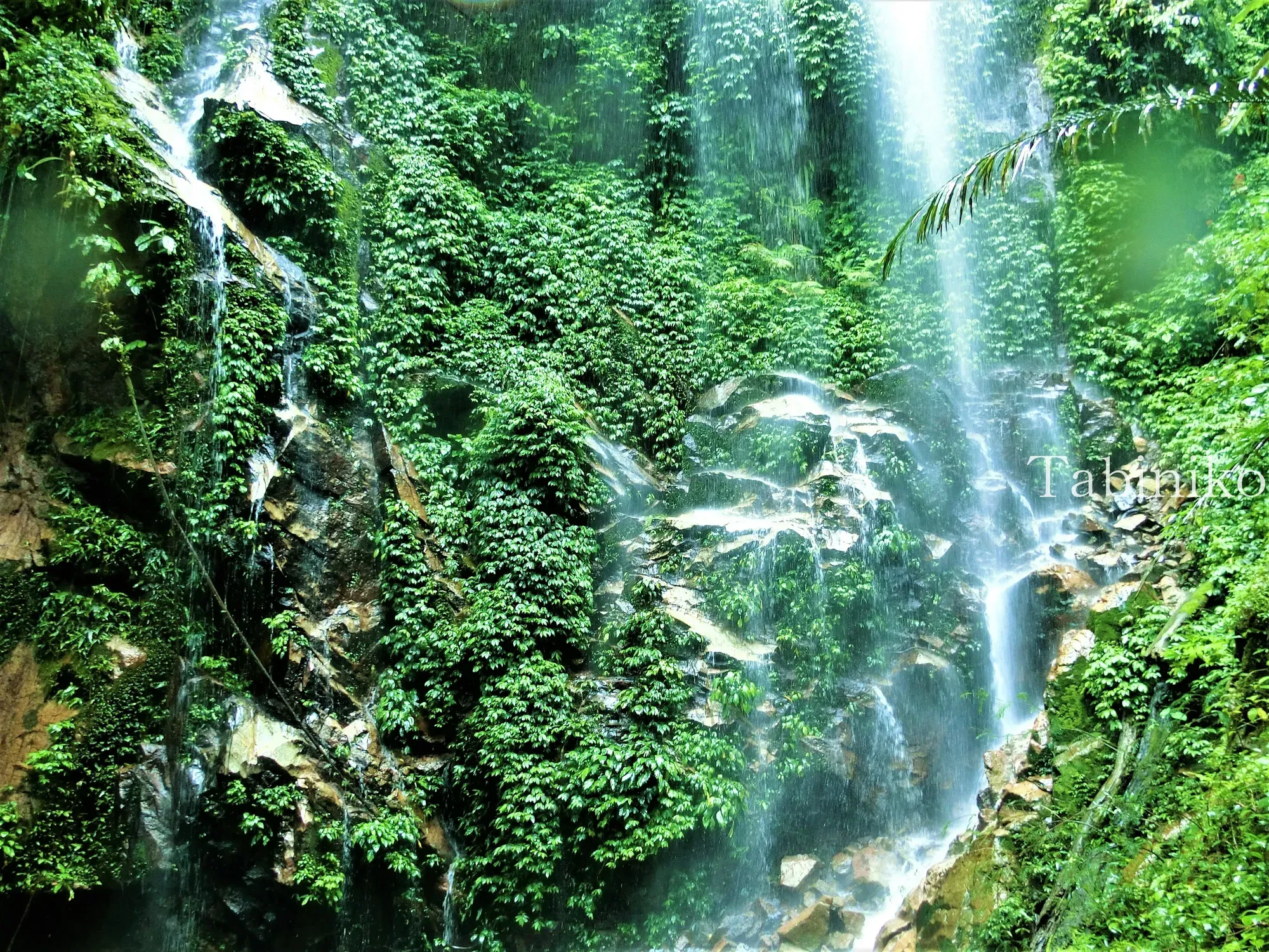 【News】Designated a UNESCO World Heritage Site in 2025! FRIM Selangor Forest Park