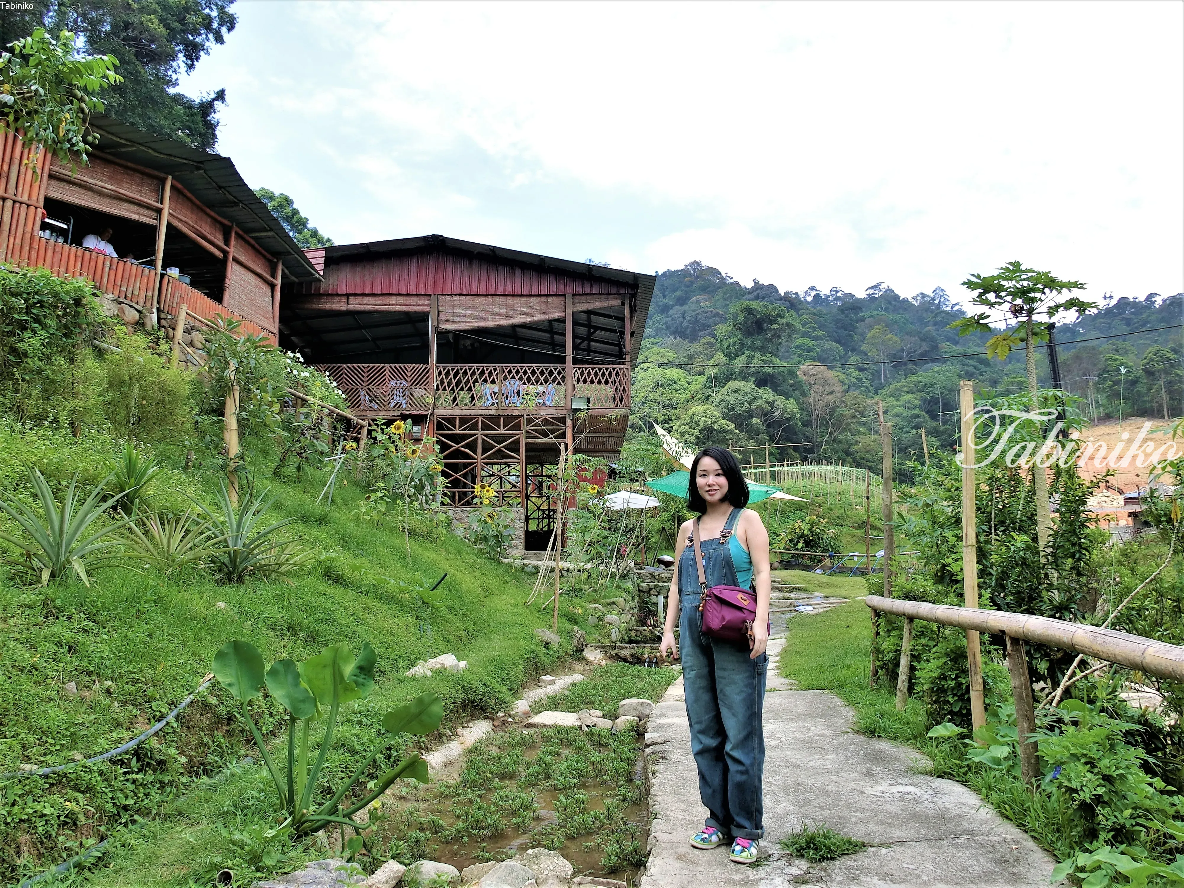 Popular in Malaysia!! Sempah T-Farm (Sempah Terrace Farm, 森芭梯田)「Enjoy delicious meals surrounded by Malaysia’s nature at this scenic Farm Restaurant」near Gohtong Jaya (foot of Genting) Malaysia Travel