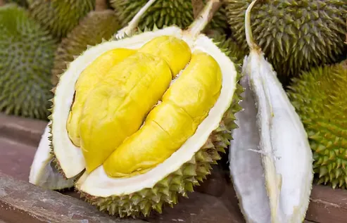 【プロパティニュース】マレーシアと日本 ドリアン産地共同開発へ