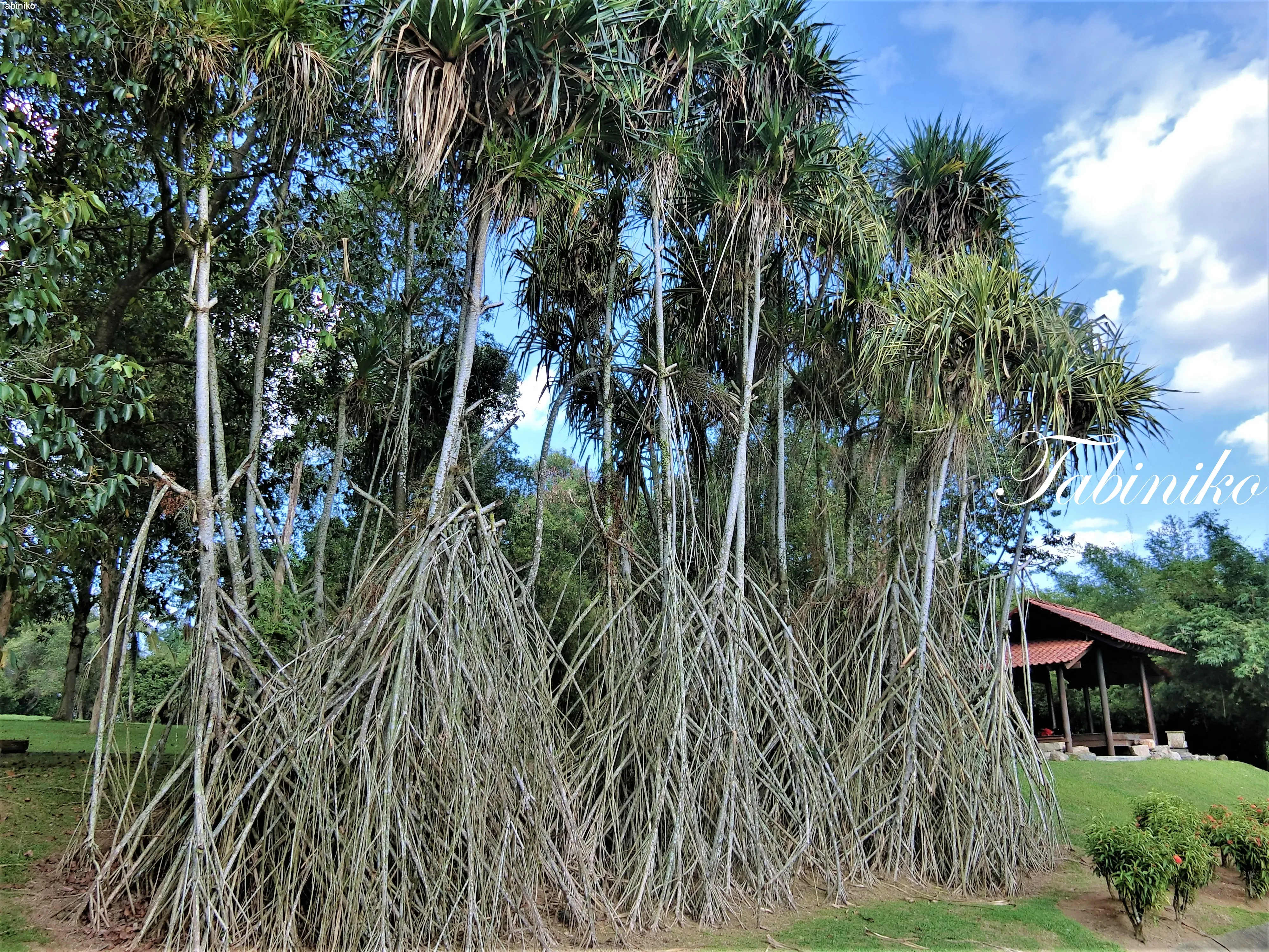 Putrajaya Wetlands Park (1) in Putrajaya【Travel to Malaysia】