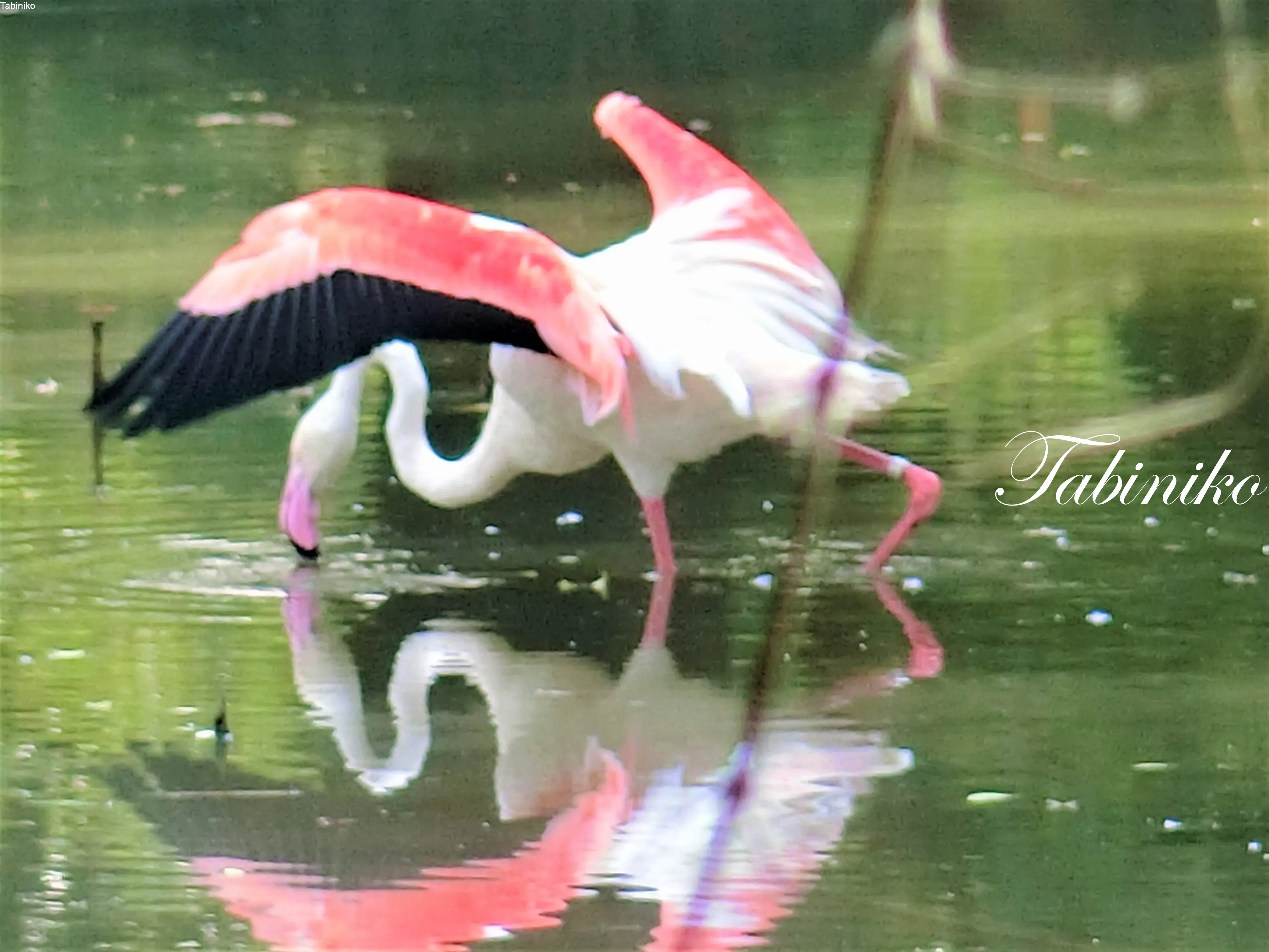Putrajaya Wetlands Park (2) in Putrajaya【Travel to Malaysia】
