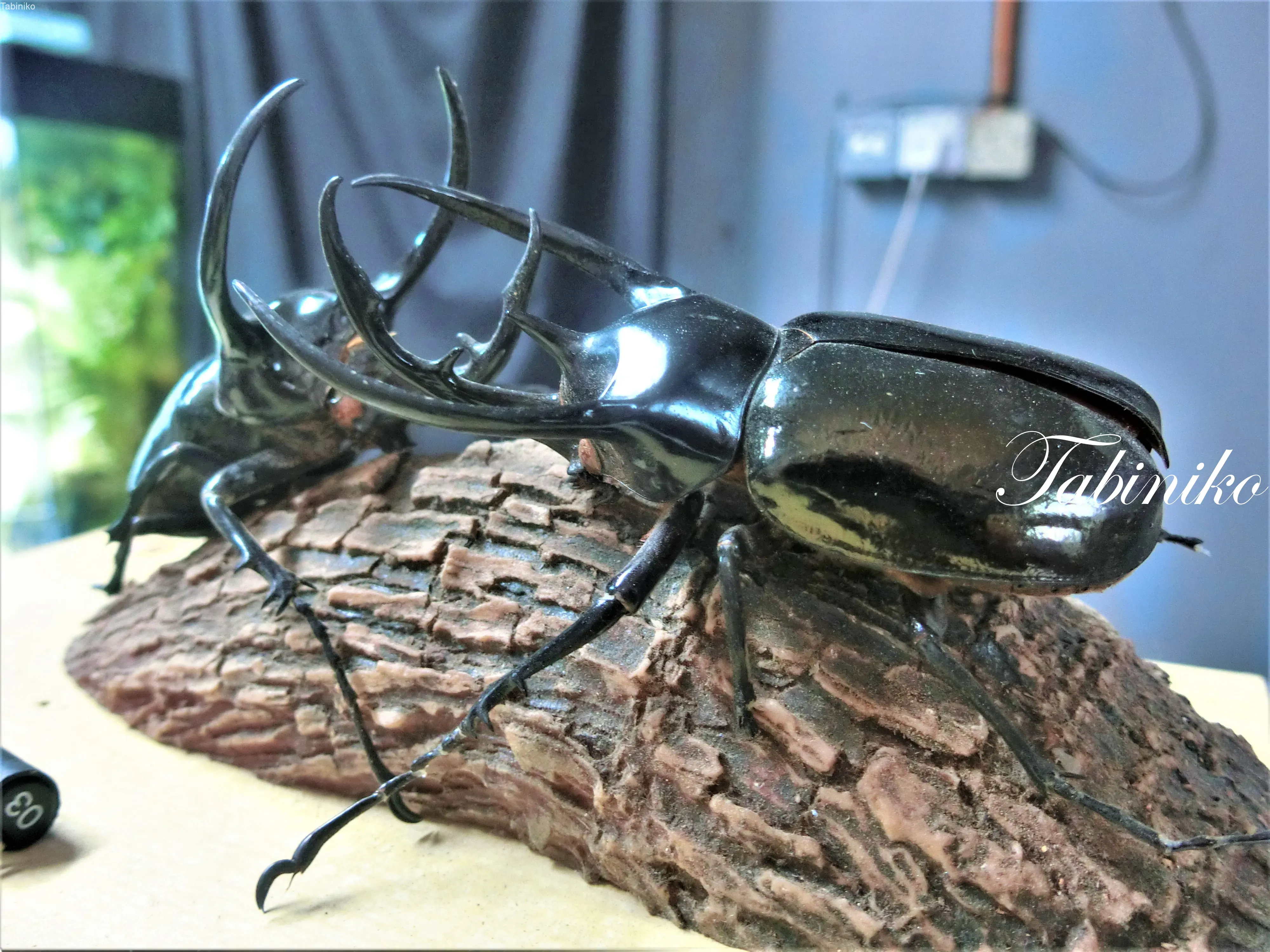 Royal Beetle マレーシアでカブトムシの標本作り