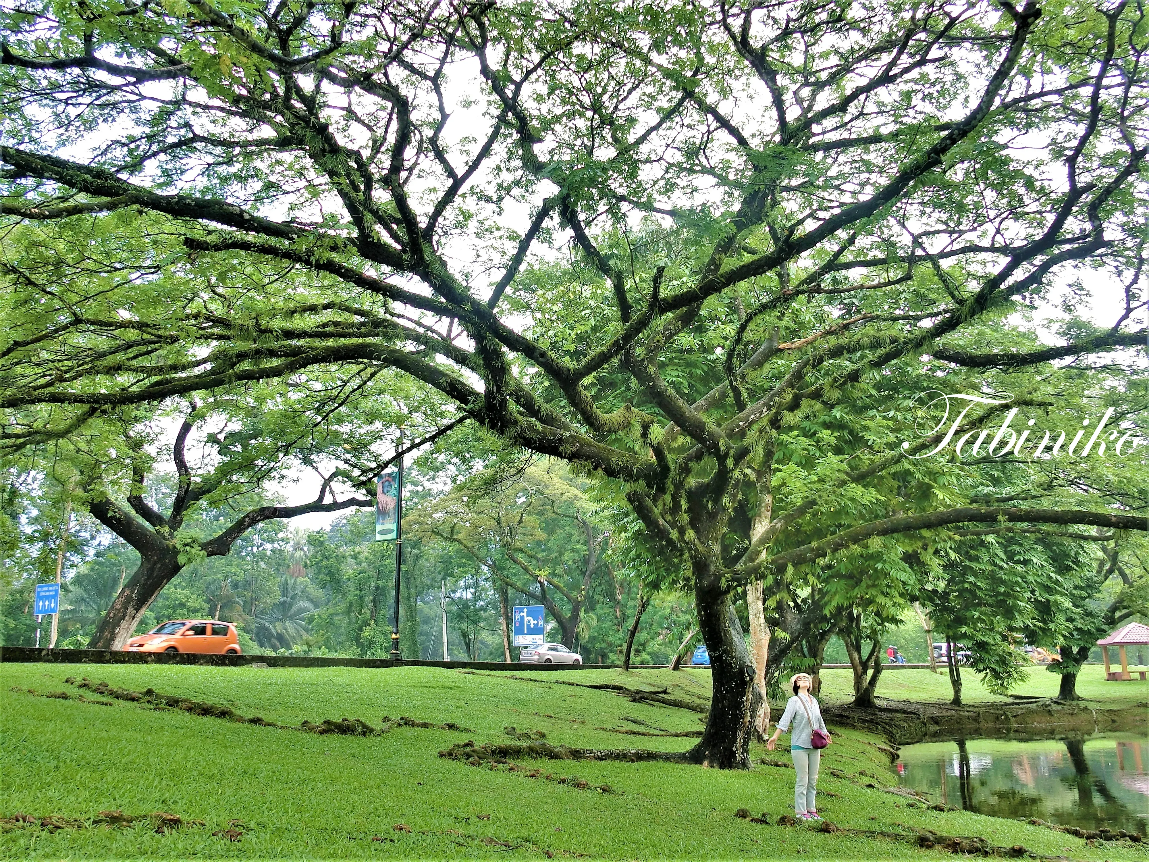 Taiping Lake Garden (タイピン レイク ガーデン), Perak マレーシア旅行